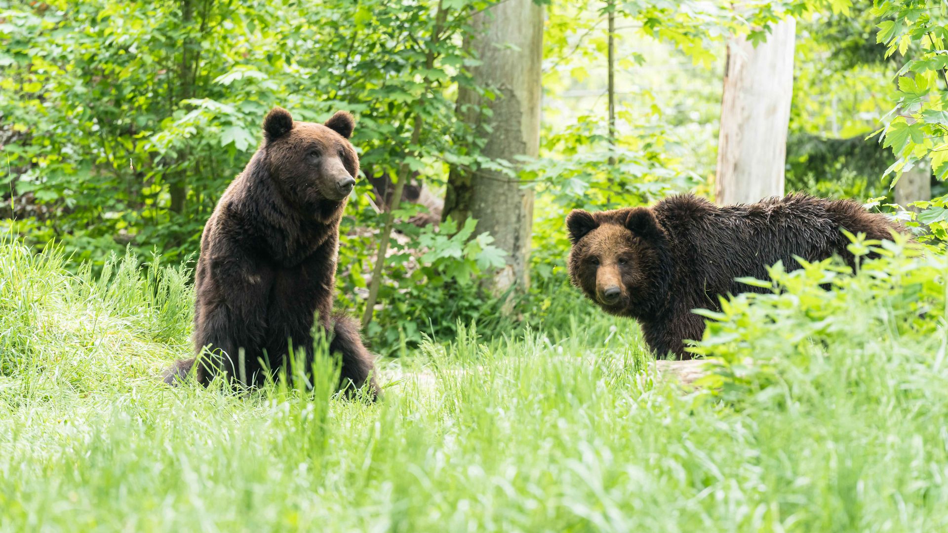 Zwei Braunbären stehen auf einer Wiese und zeigen ihren natürlichen Lebensraum und die Schönheit der Tierwelt.