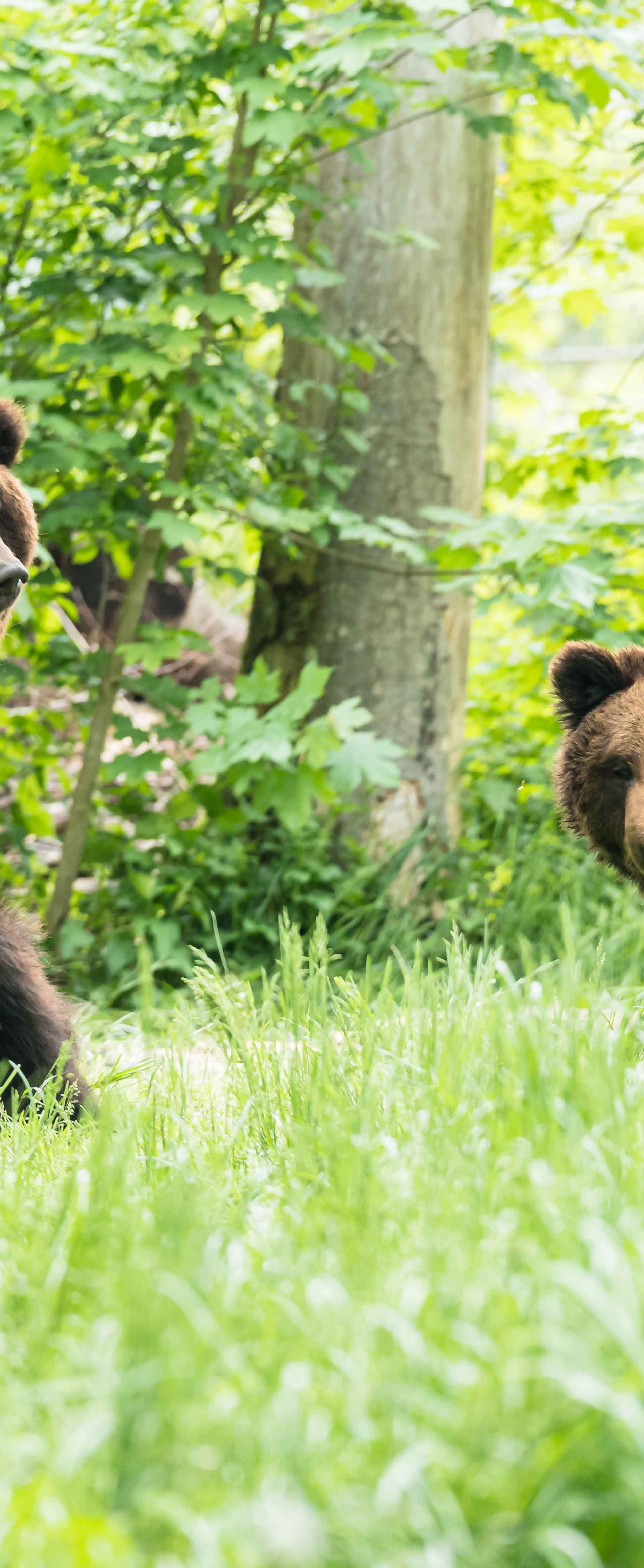 Two brown bears stand in a grassy area, showcasing their natural habitat and the beauty of wildlife.