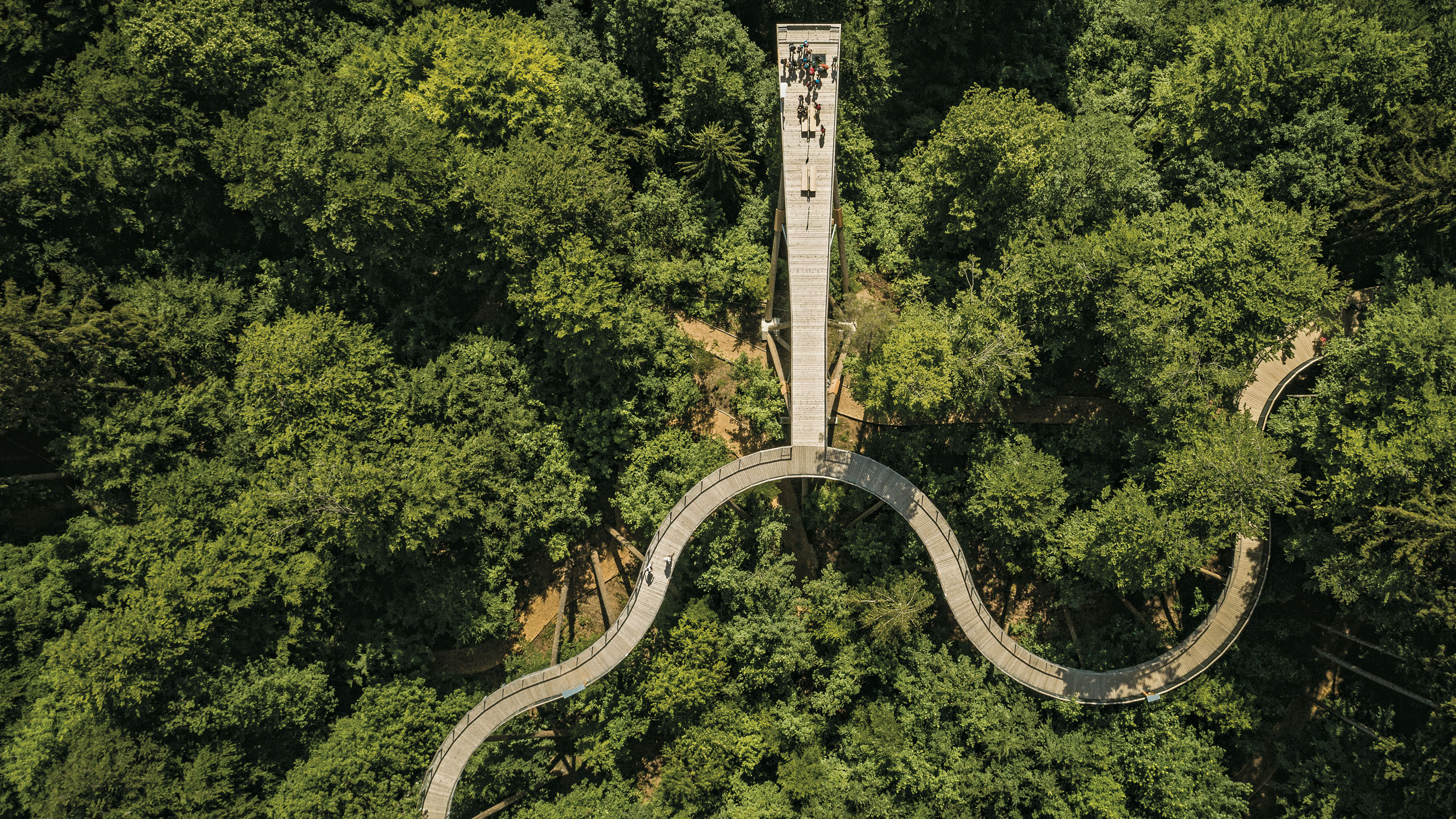 From a bird’s-eye view, the treetops beside the treetop path shine in bright green.