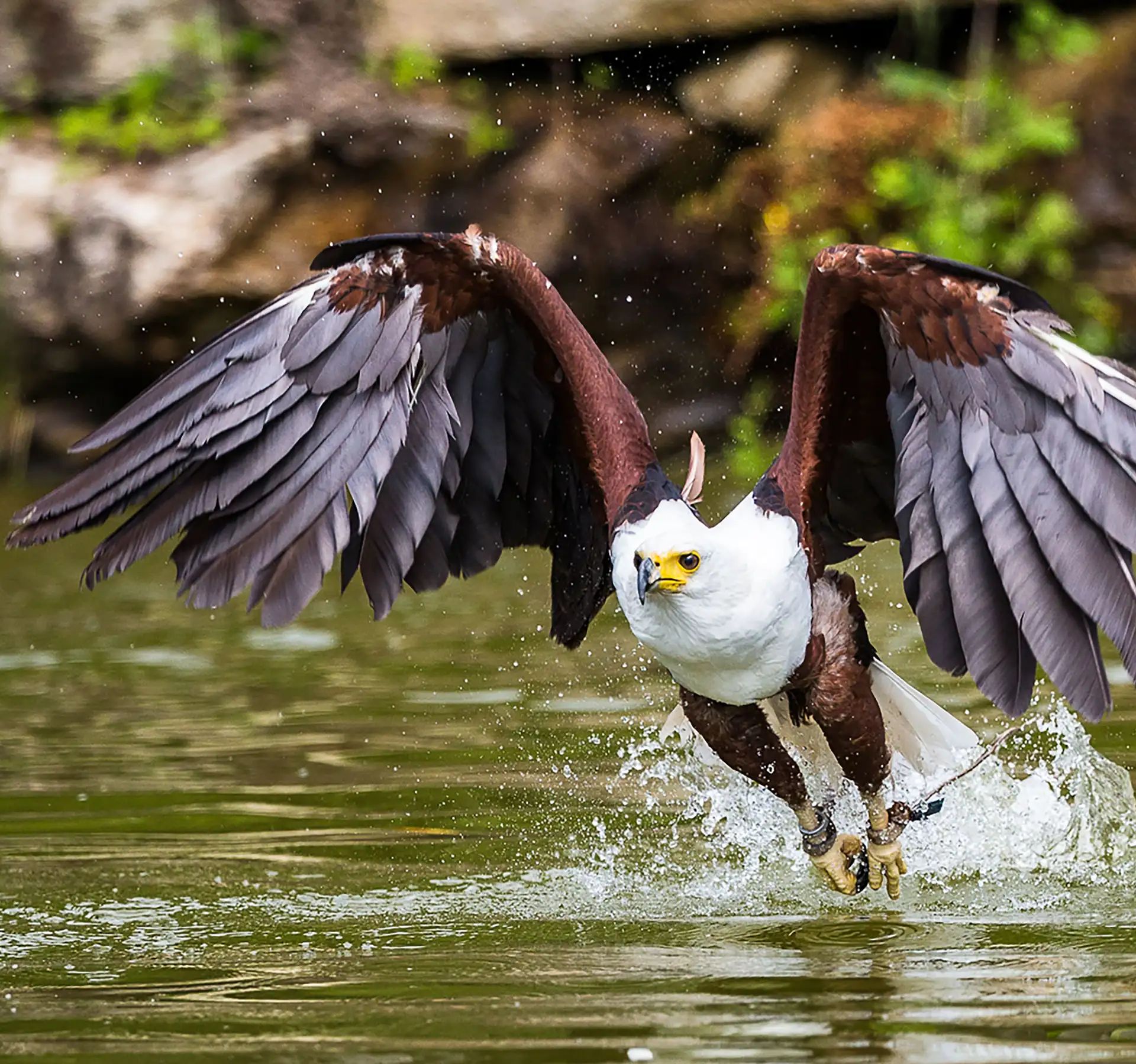 Un'aquila vola sopra l'acqua