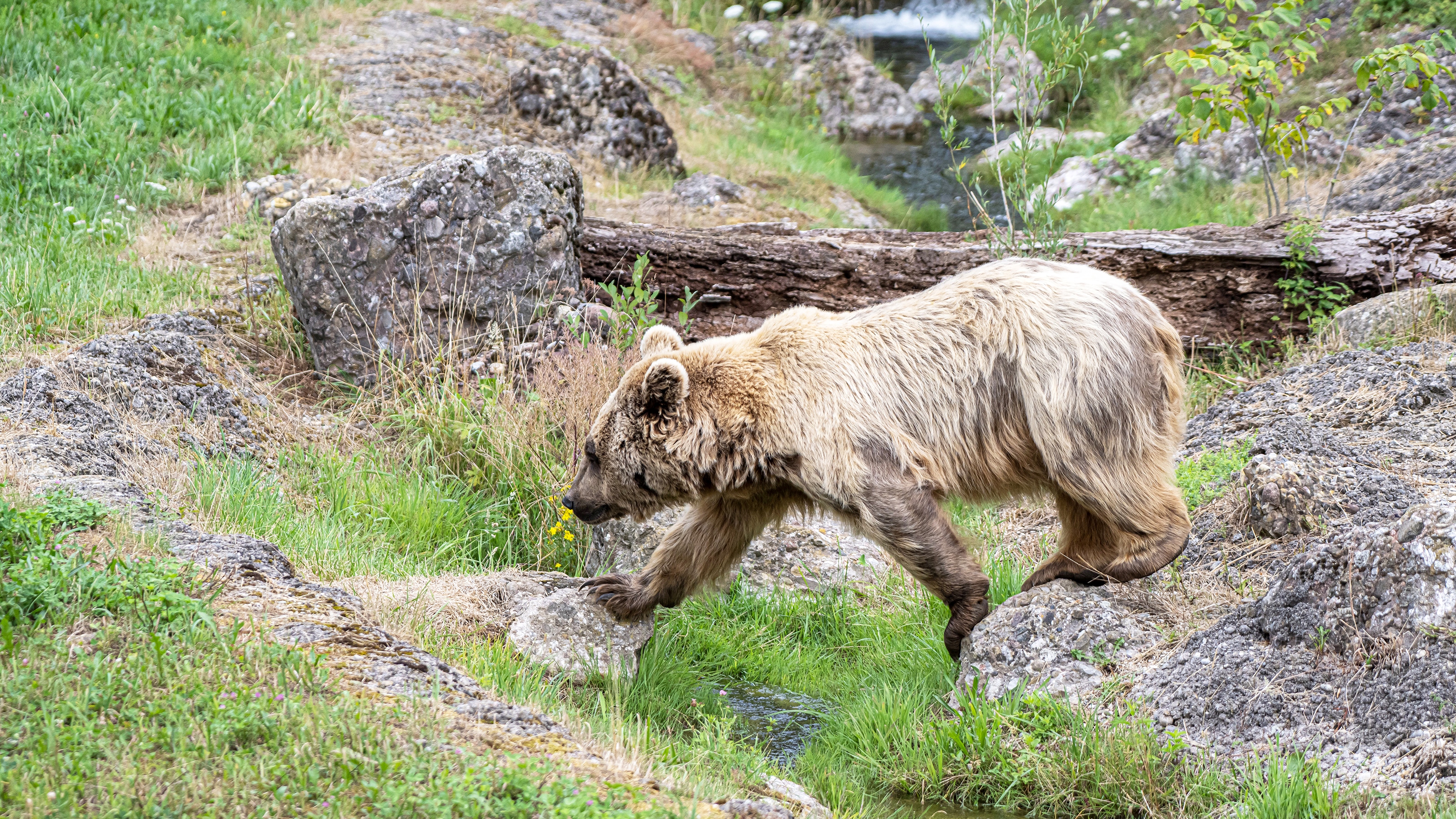 Ours dans l'enclos rocheux recouvert d'herbe du parc animalier.