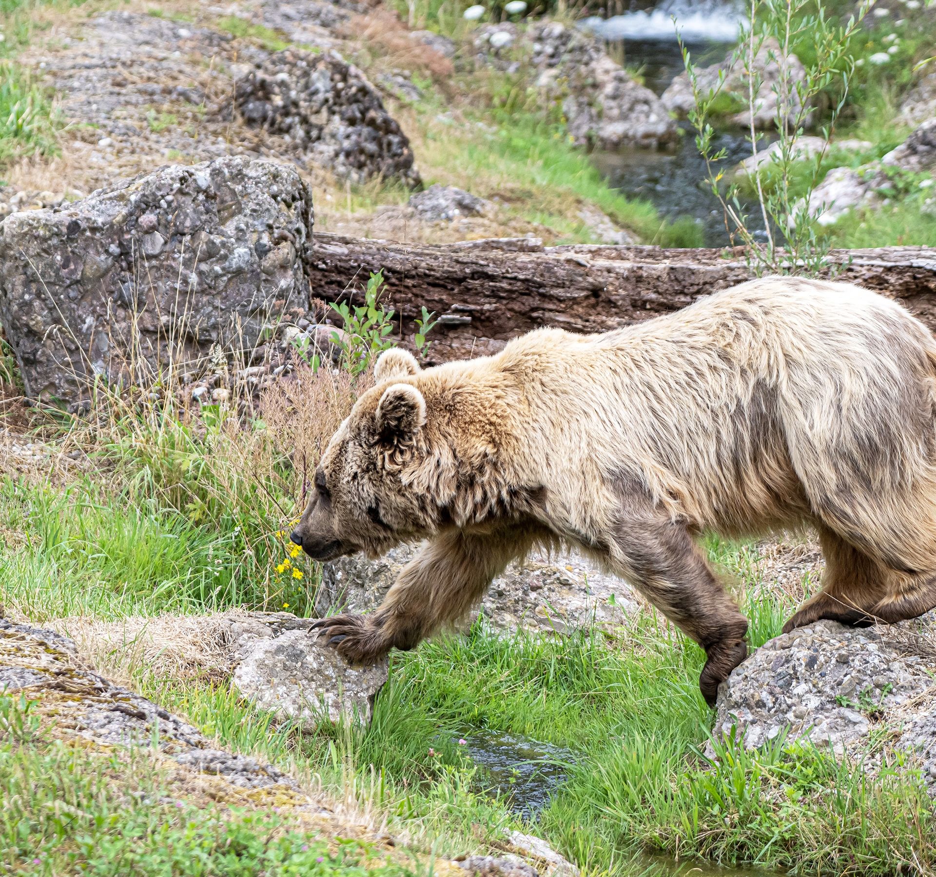 Bär in dem von Gras überwachsenen, felsigen Gehege im Tierpark.