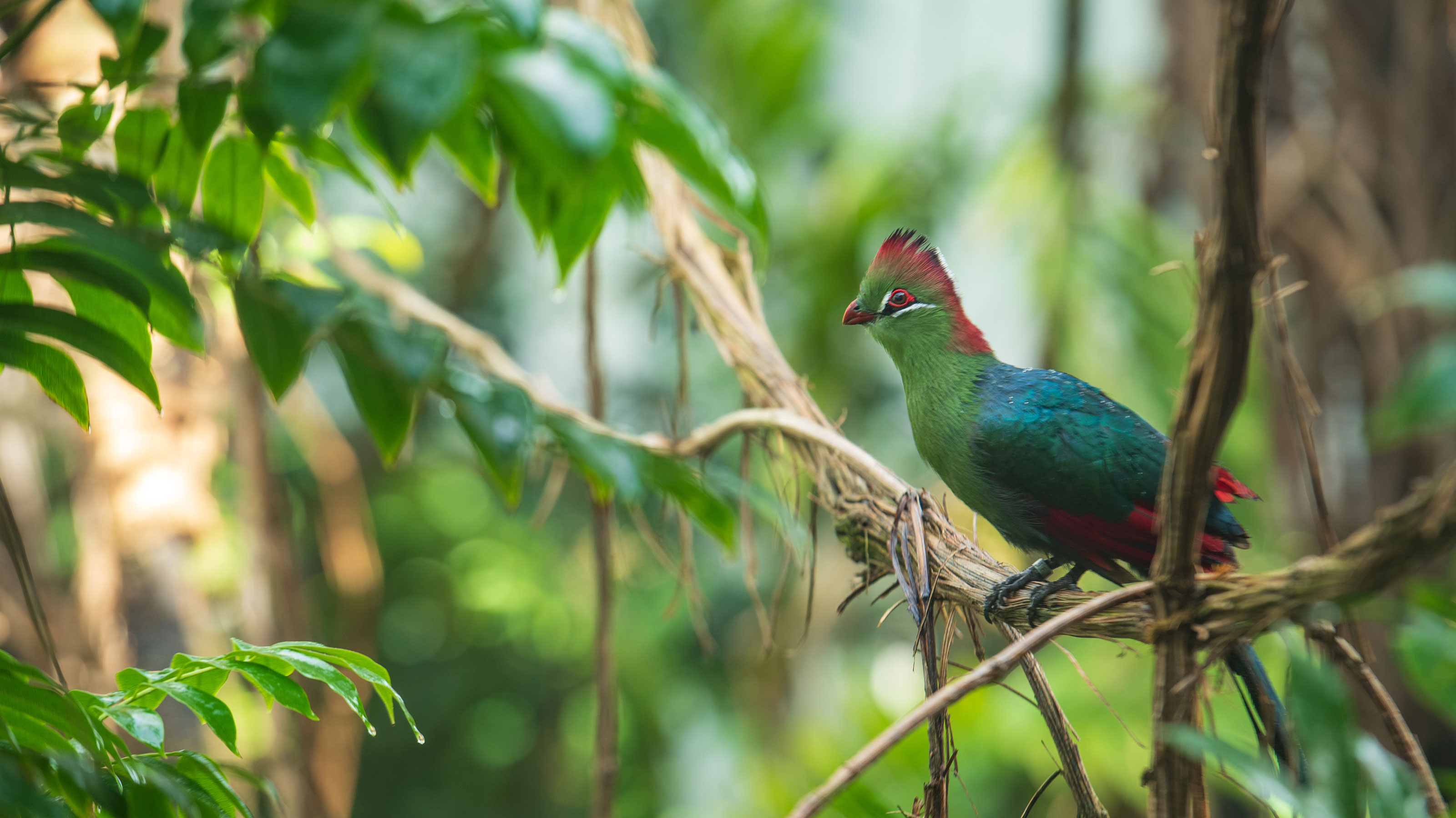 Fischer-Turako mit grünem Körper und rotem Kopf sitzt auf Ast, umgeben von grünem Laub.