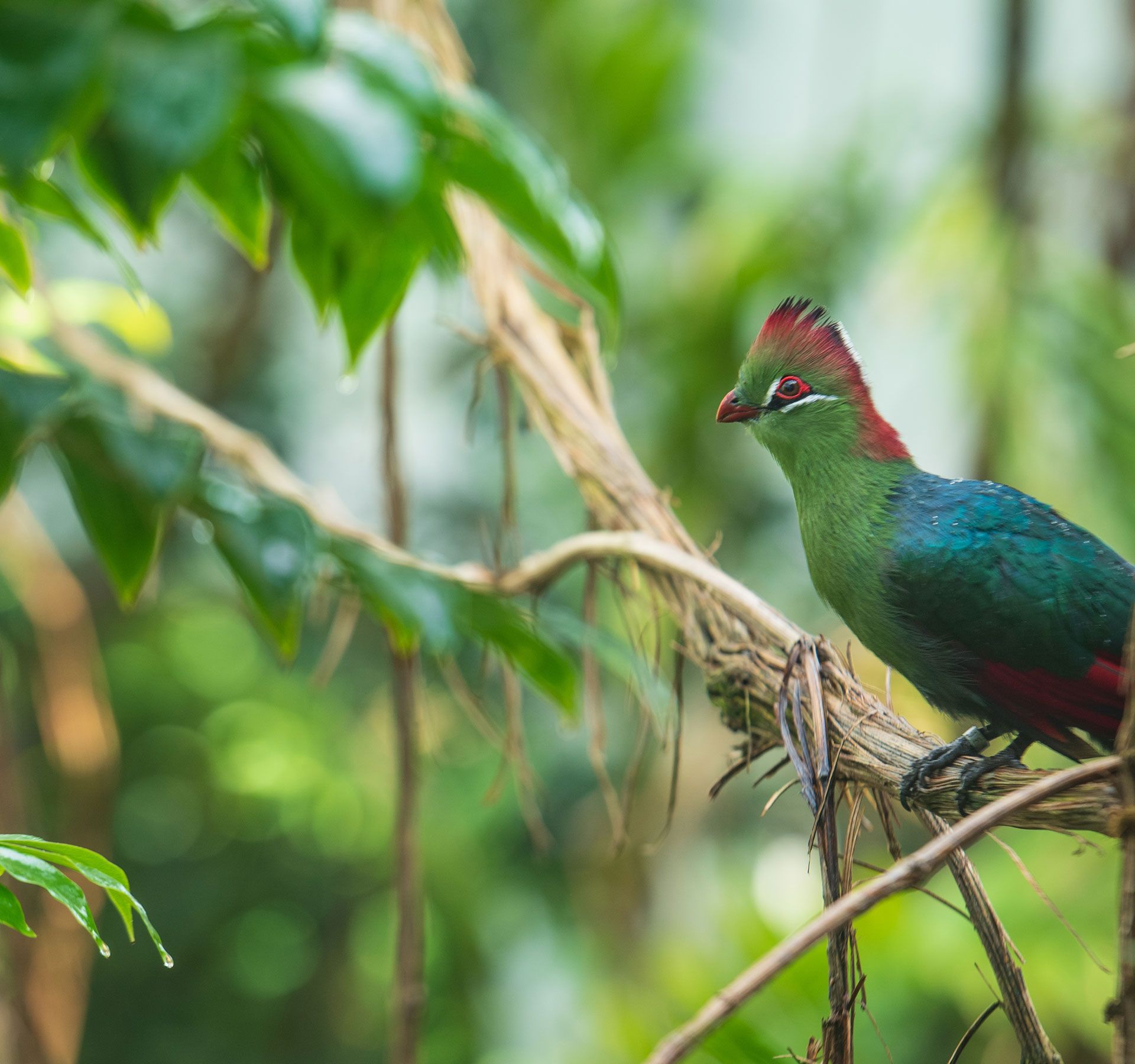 A Fischer's turaco with a green body and red head sits on a branch, surrounded by green foliage.