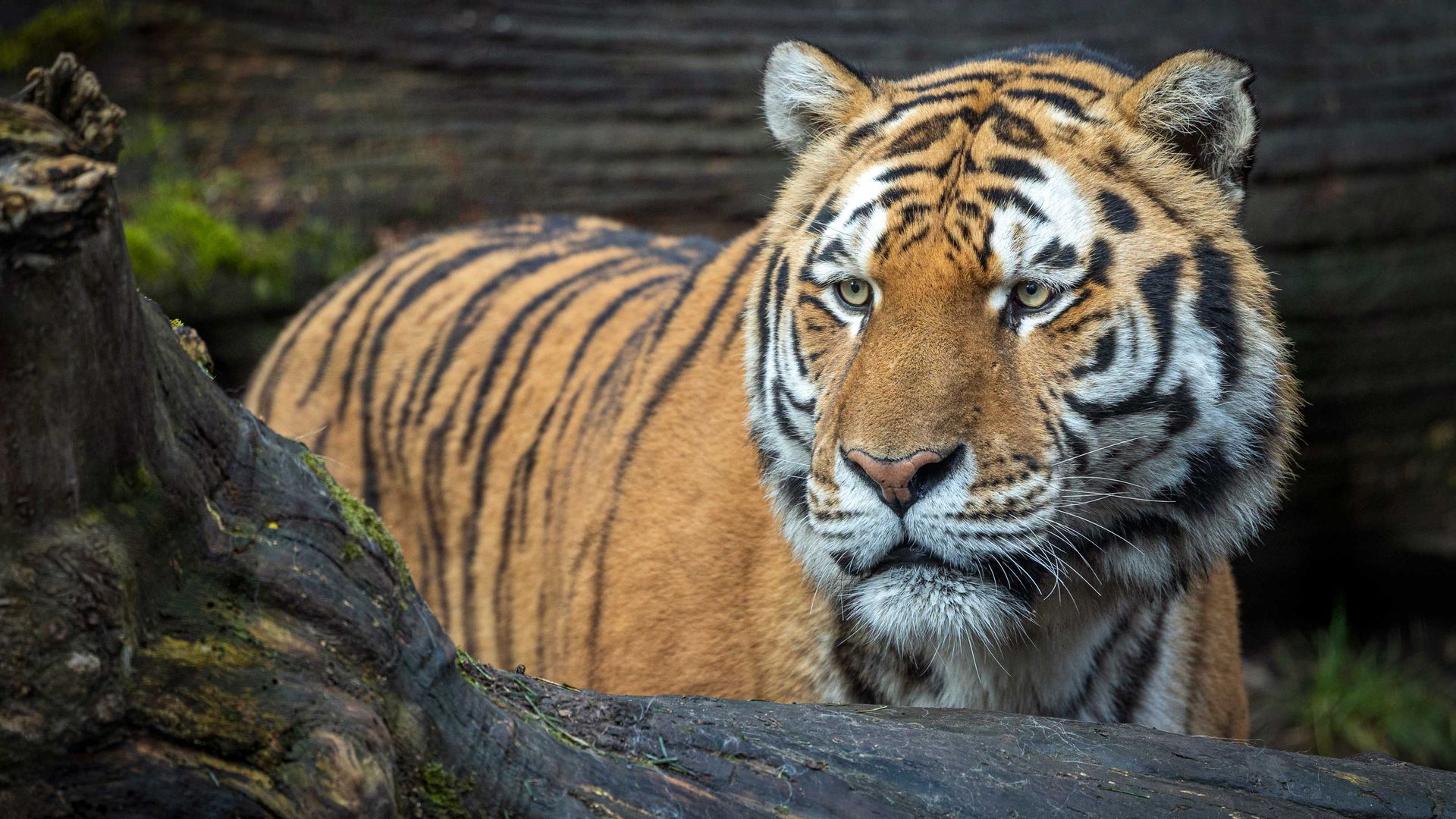 Ein Tiger zwischen zwei Baumstämmen