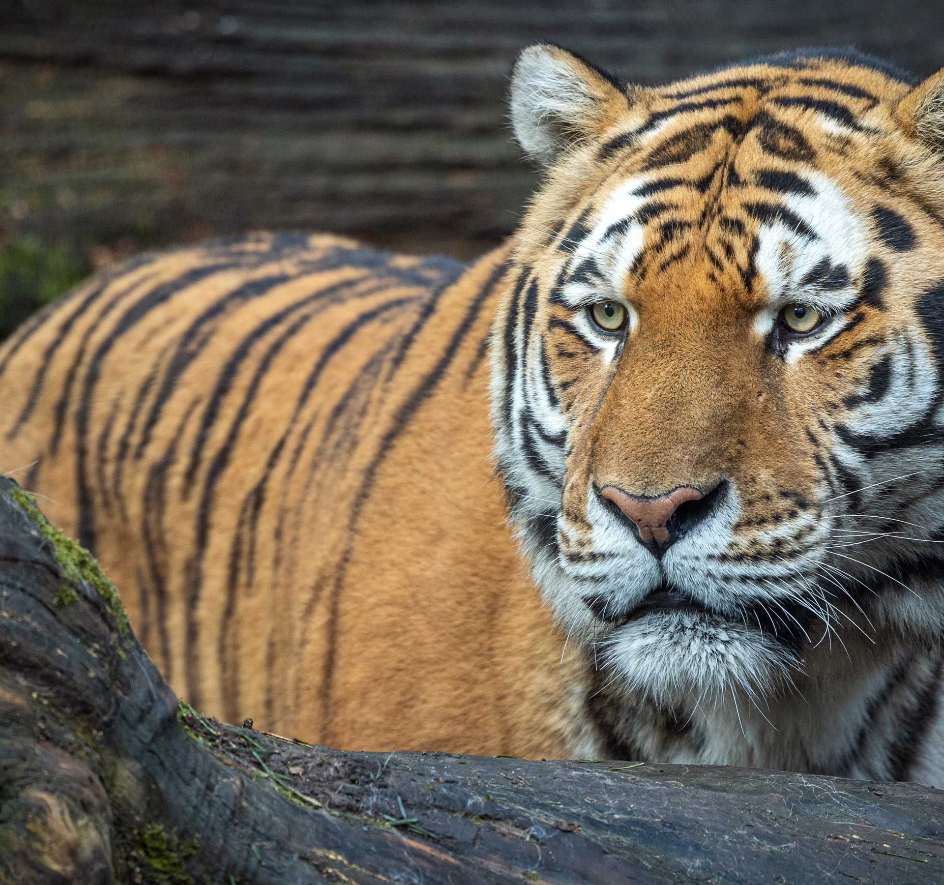 Una tigre tra due tronchi d'albero