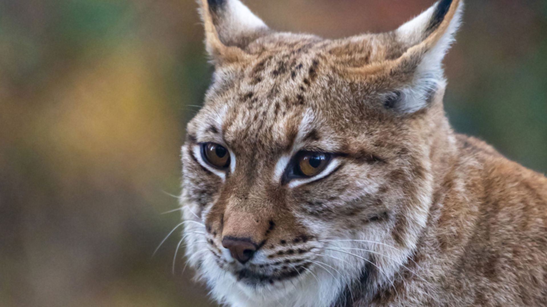 Lynx head