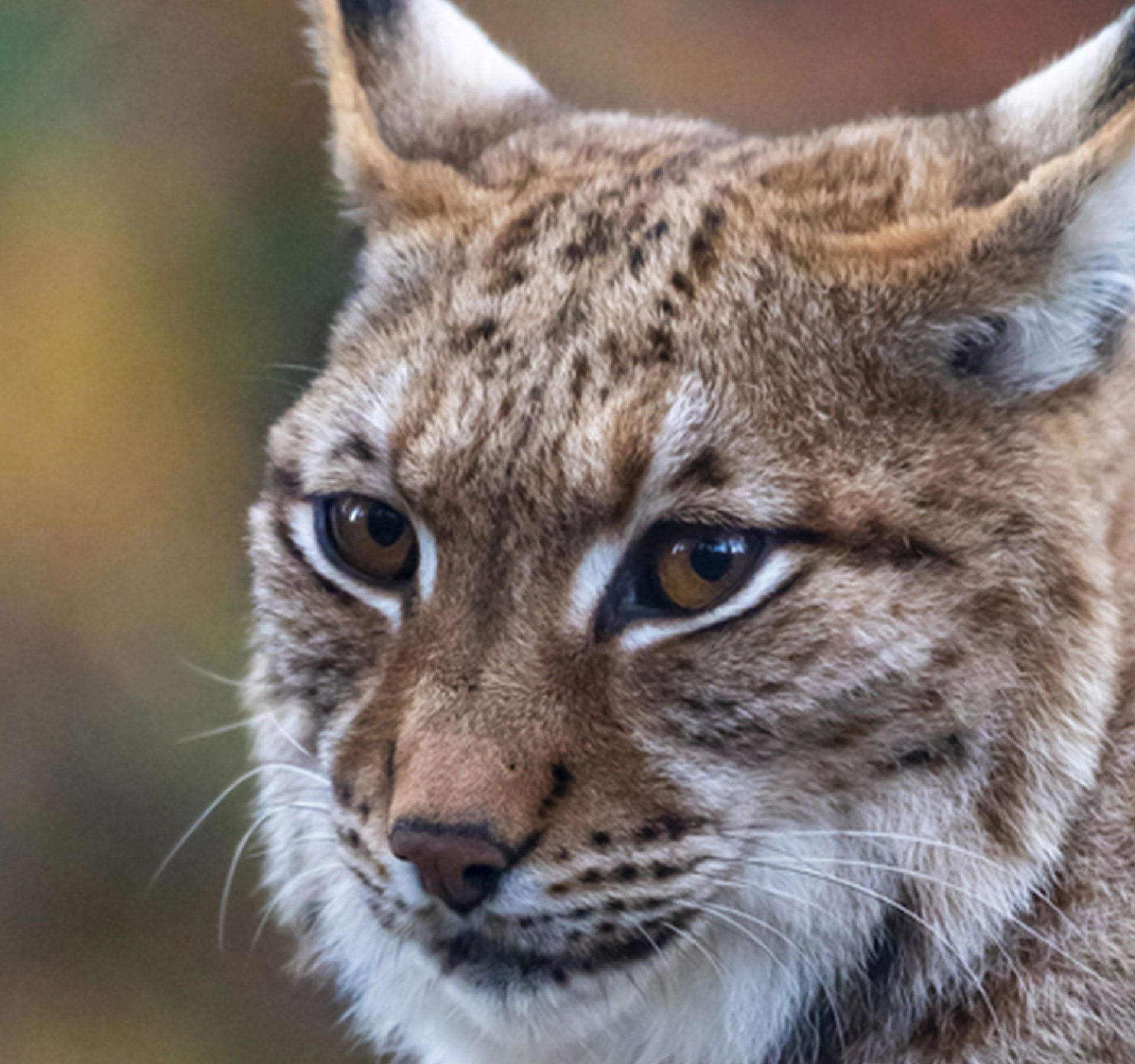 Testa di lince