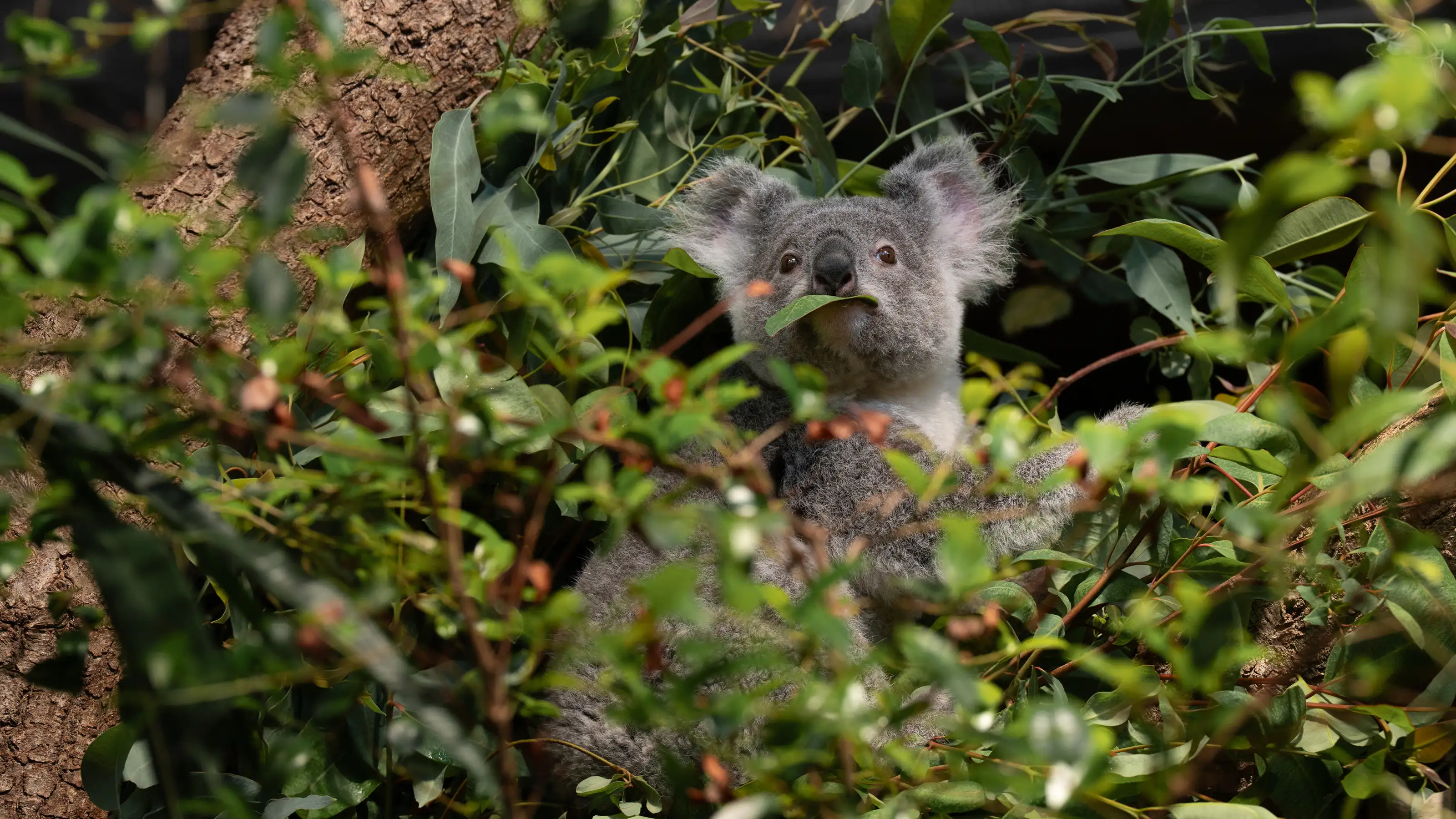 Koala seduto su un albero che guarda attraverso le foglie.