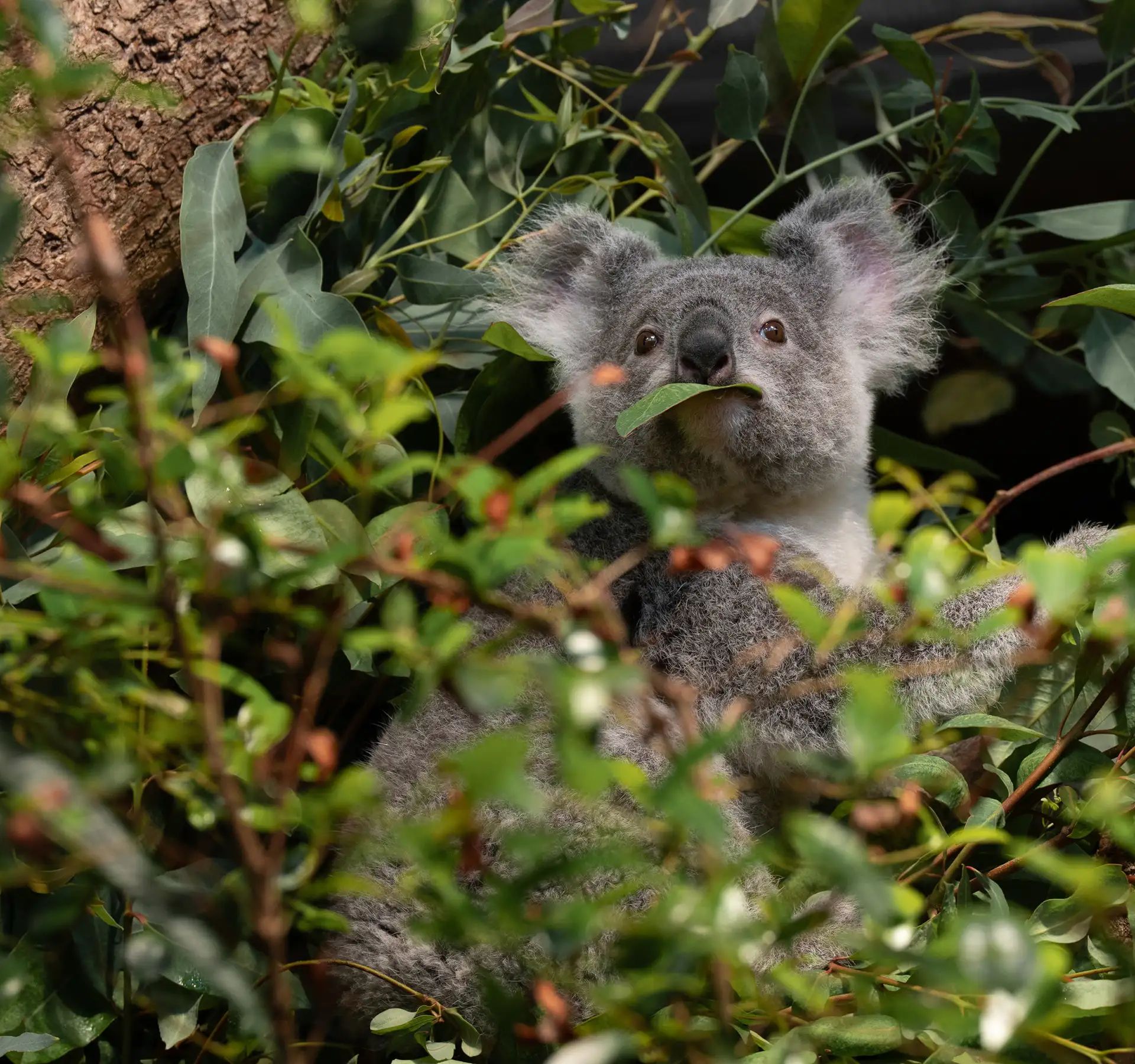Koala seduto su un albero che guarda attraverso le foglie.