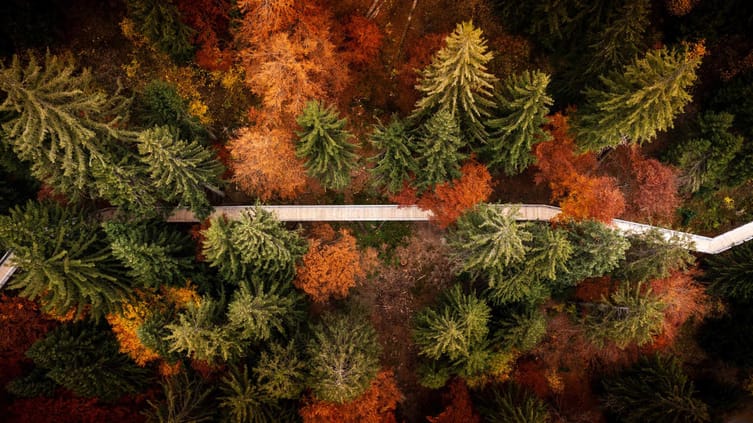 Luftaufnahme aus der Vogelperspektive zeigt den Holzsteg welcher sich durch den rot, goldenen und grünen Wald windet.