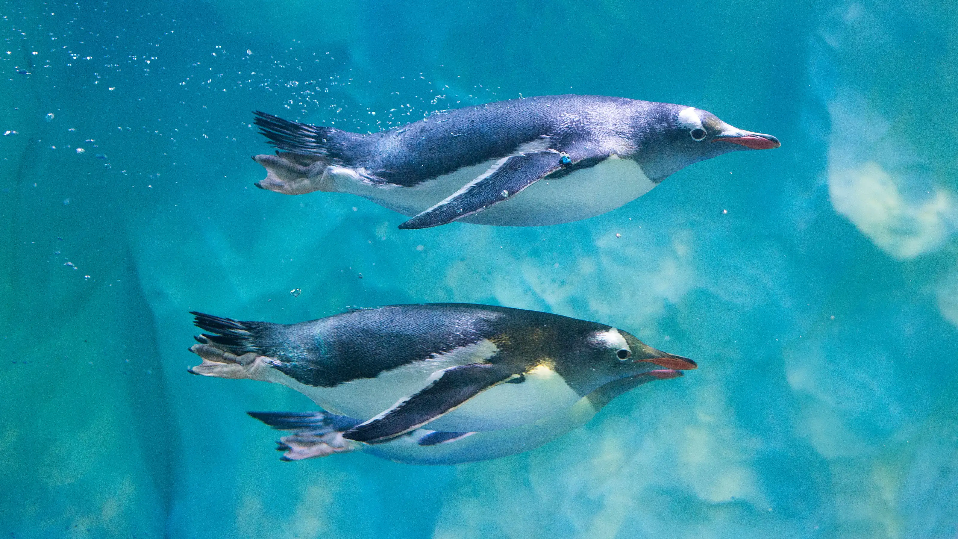 Two penguins swimming underwater side by side