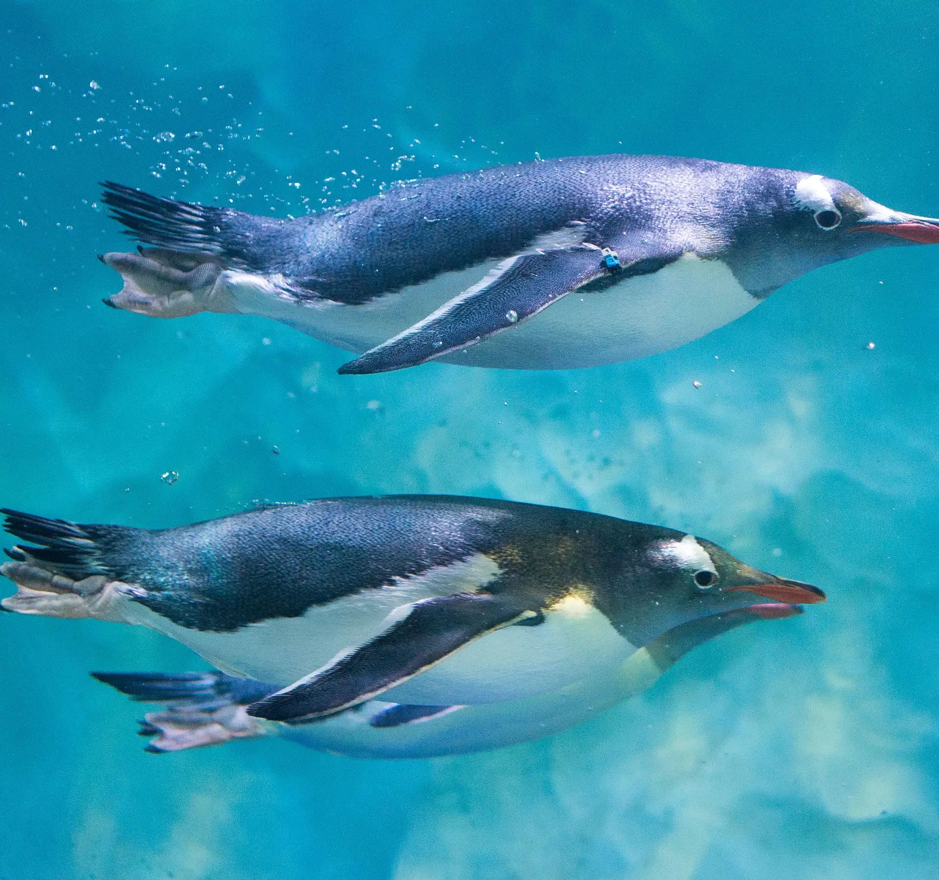 Two penguins swimming underwater side by side