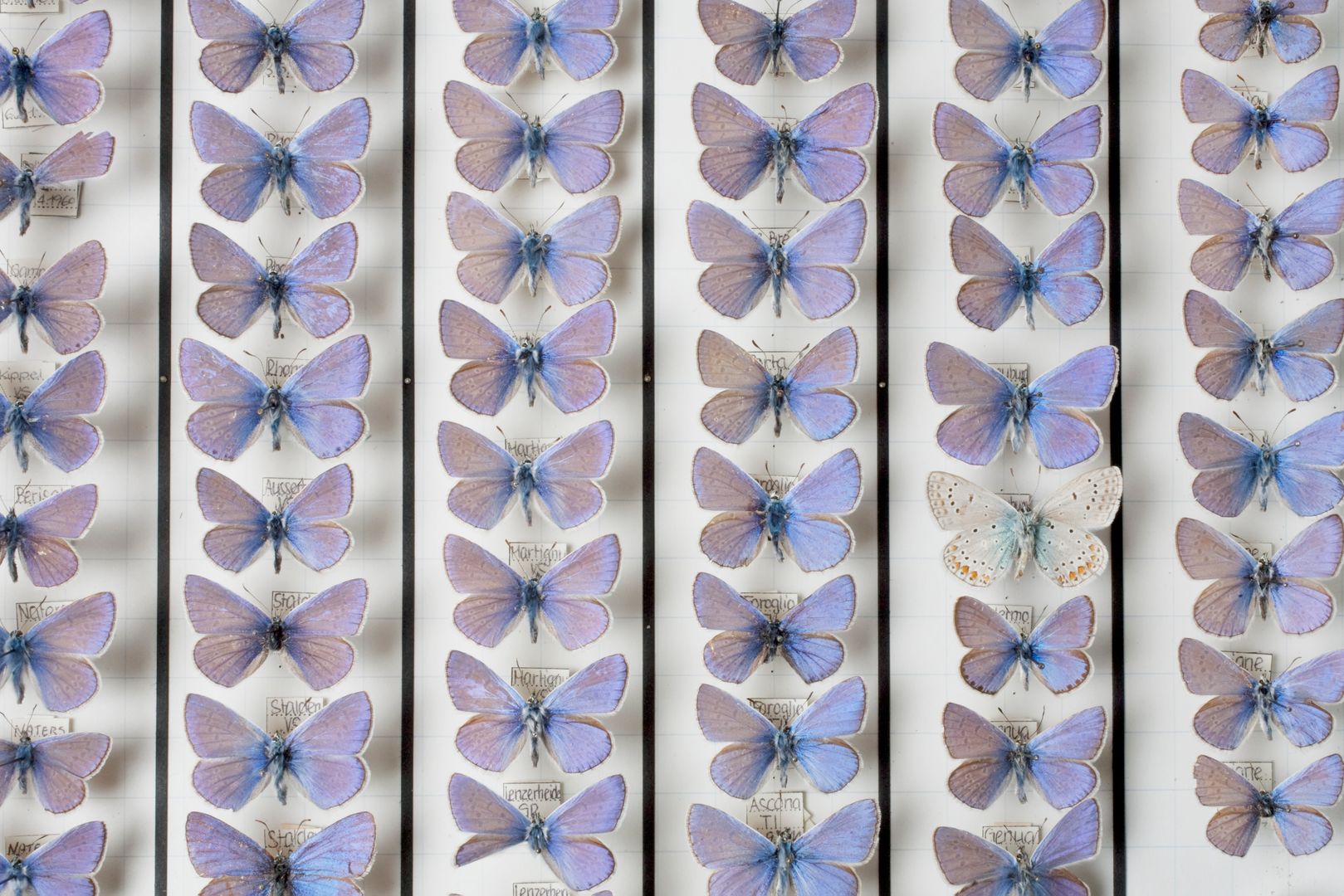Photo of lined up blue butterflies.