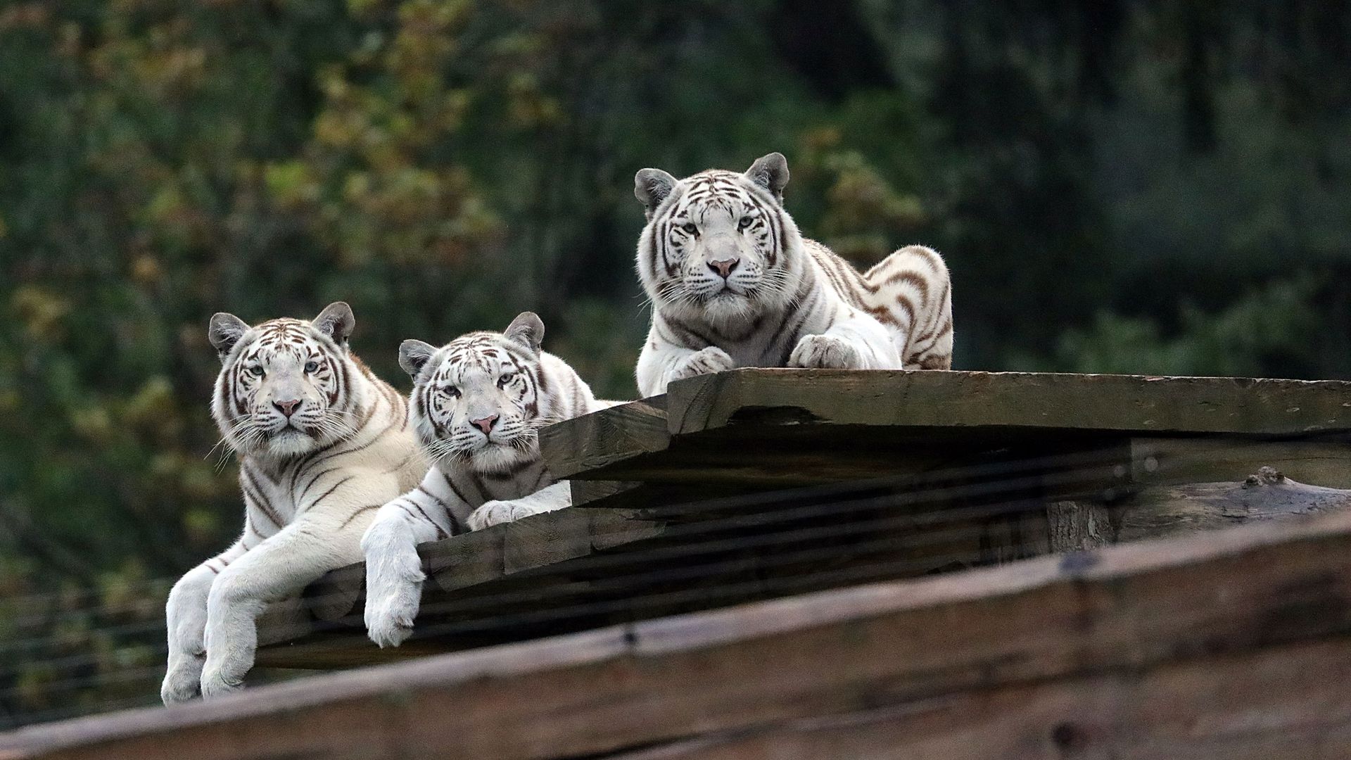 Three white tigers.