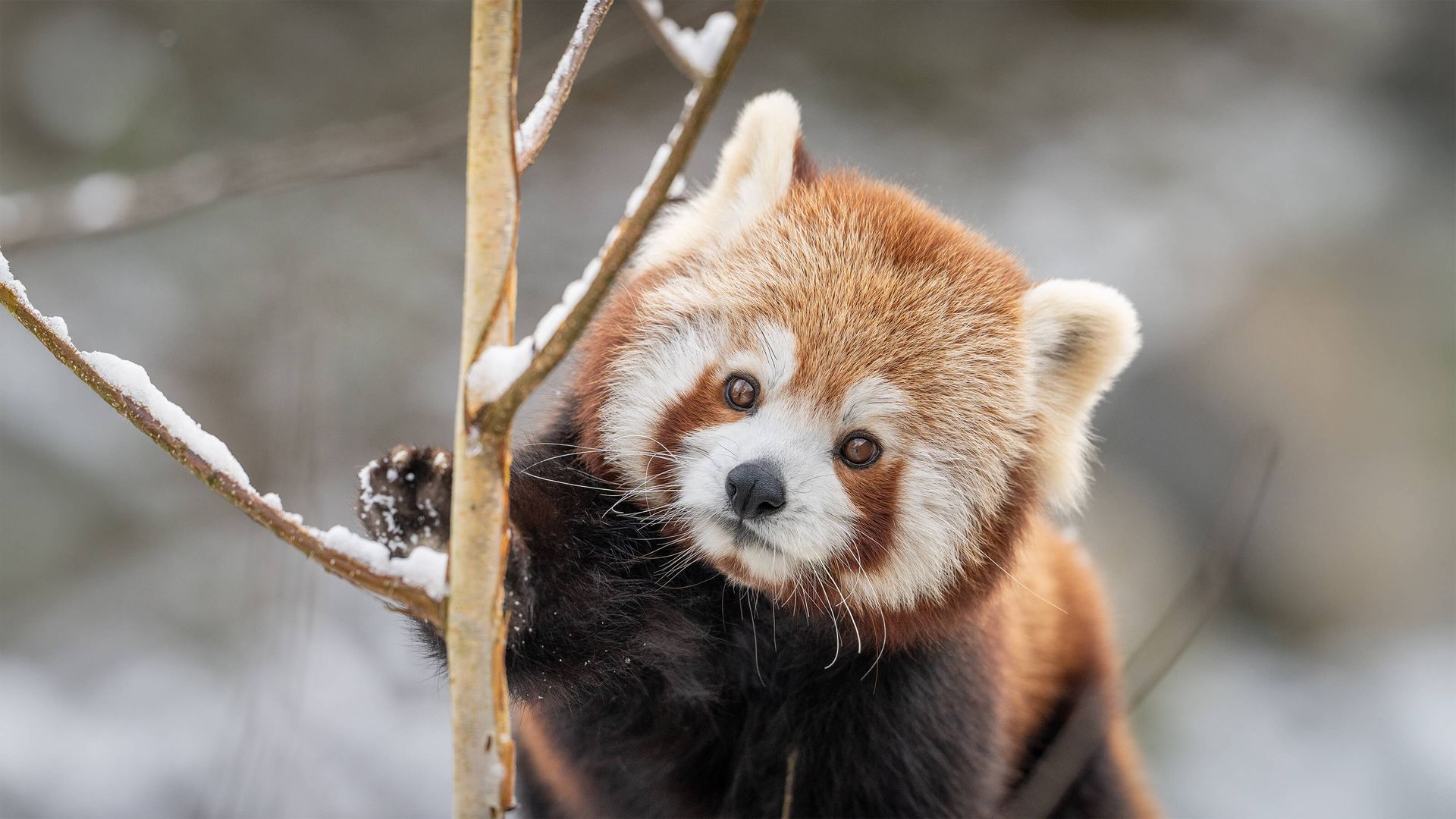 A red panda on branches with snow.