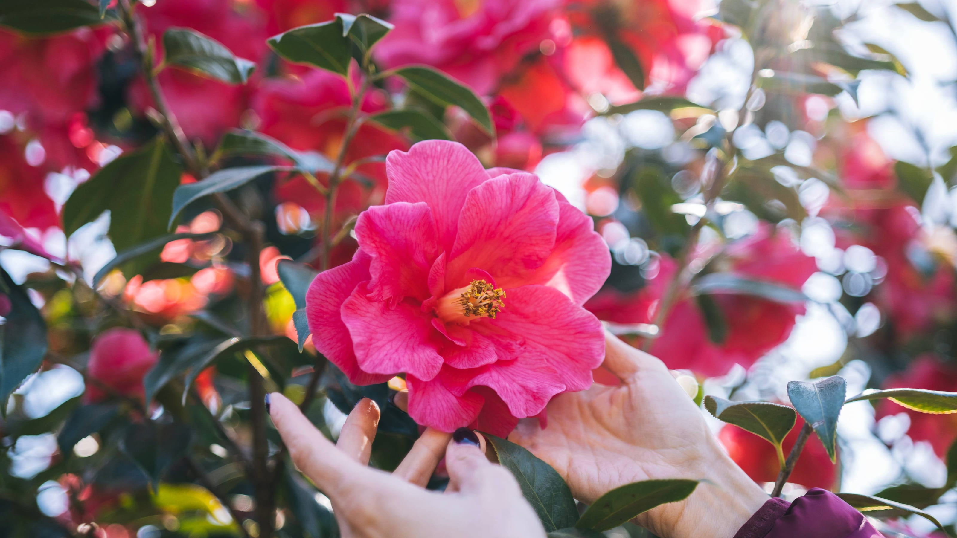 A vibrant fair scene showcases colorful camellias, flowers, and plants set against the backdrop of Locarno.