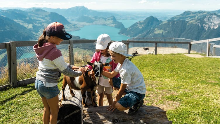 A group of kids petting a goat.
