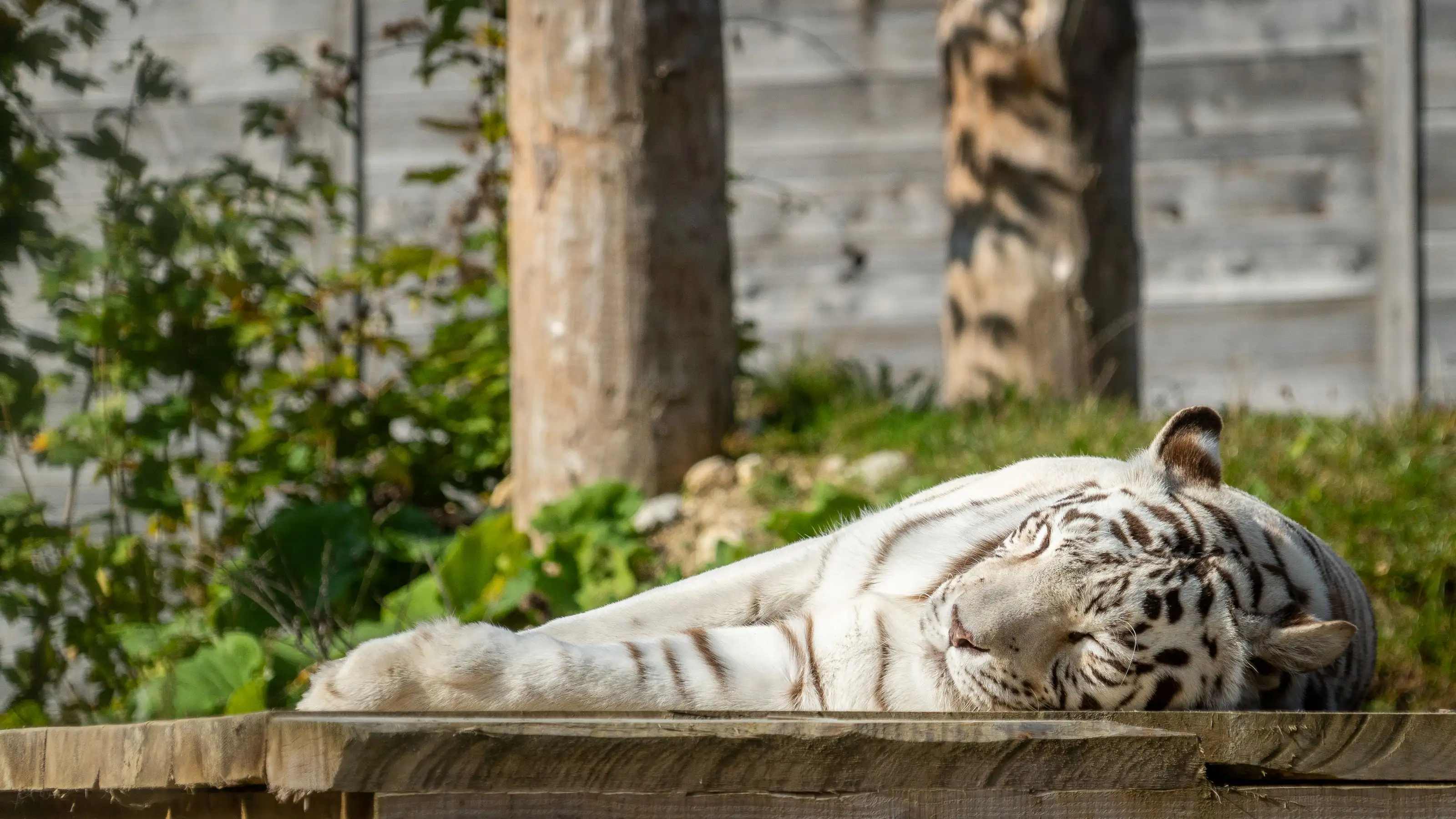 Tigre sdraiato su una piattaforma di legno con le zampe anteriori distese che guarda verso destra.