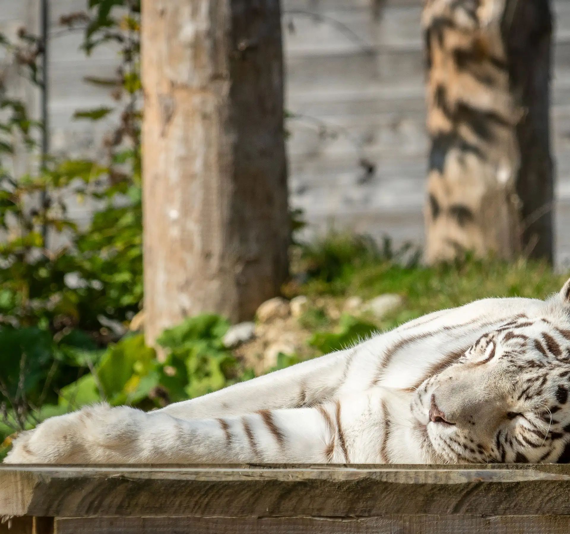 Tigre sdraiato su una piattaforma di legno con le zampe anteriori distese che guarda verso destra.