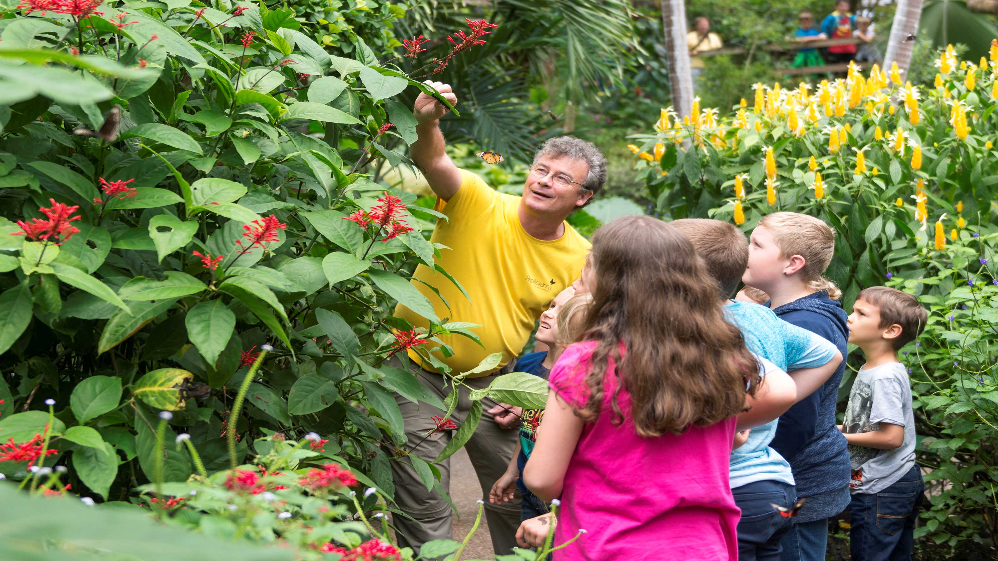 A man shows a group of children red flowers and butterflies flying around in a tropical garden.