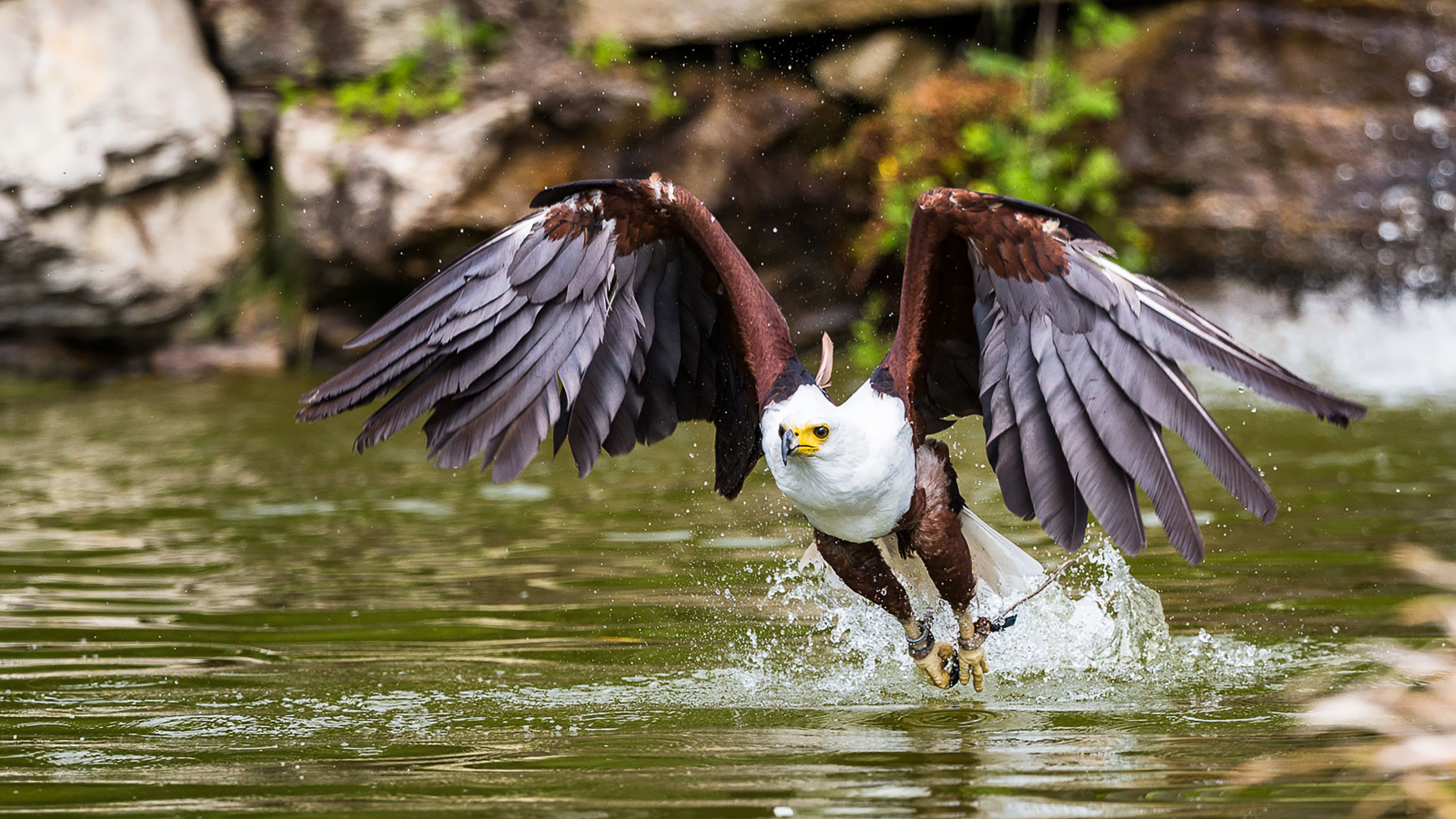 Un'aquila vola sopra l'acqua