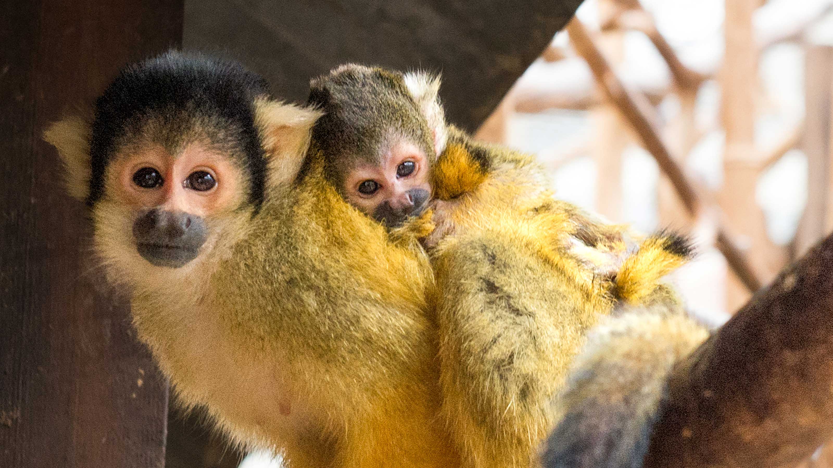 Deux singes à tête de mort sont assis sur un arbre et regardent directement la caméra.