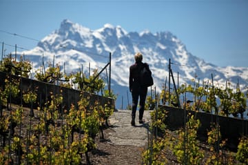Walk in the vineyards with the Dents-du-Midi - summer - Aigle