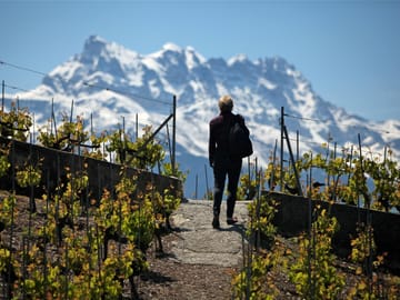 Walk in the vineyards with the Dents-du-Midi - summer - Aigle