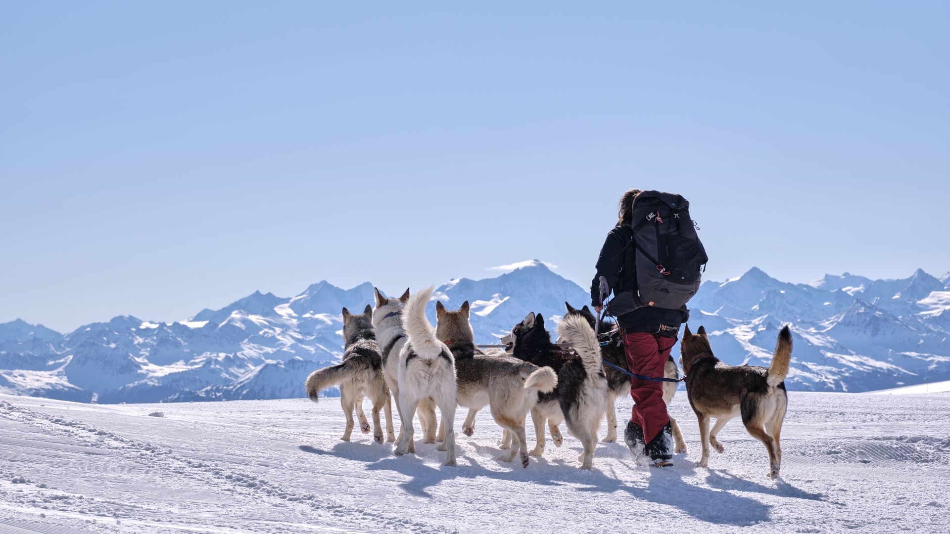 La musher et ses 6 chiens de traîneau à Glacier 3000 aux Diablerets, vus de dos.