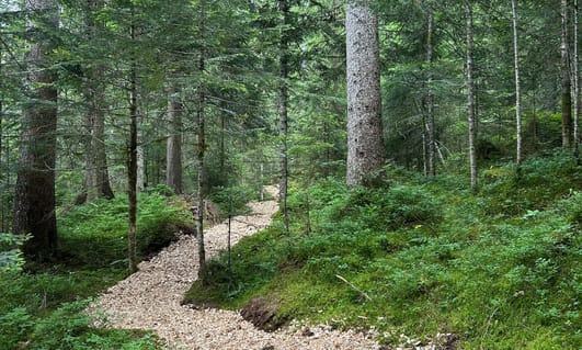Sentier didactique de la forêt des Arses