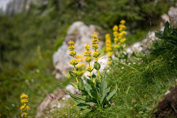 Gentiane jaune - Plantes de montagne