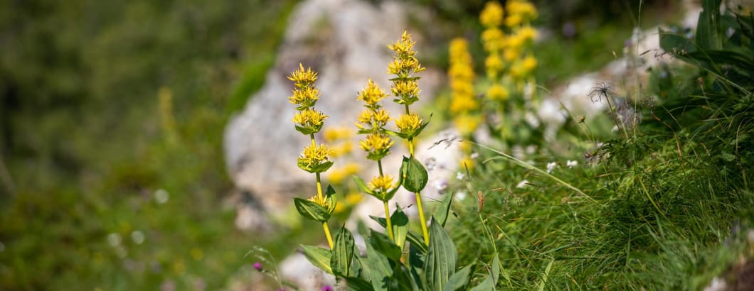 Gentiane jaune - Plantes de montagne