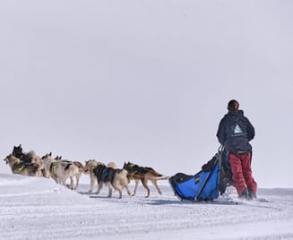 Vue de dos de Charlotte et de ses chiens qui tirent le traîneau à Glacier 3000