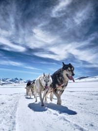 Les chiens de traîneau en train de courir à Glacier 3000. Gros plan sur les deux premiers chiens.