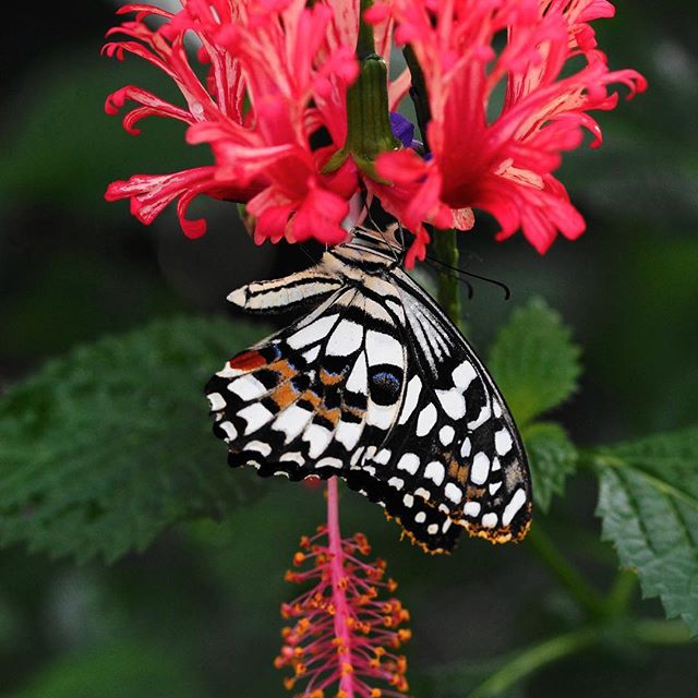 Jardin des Papillons