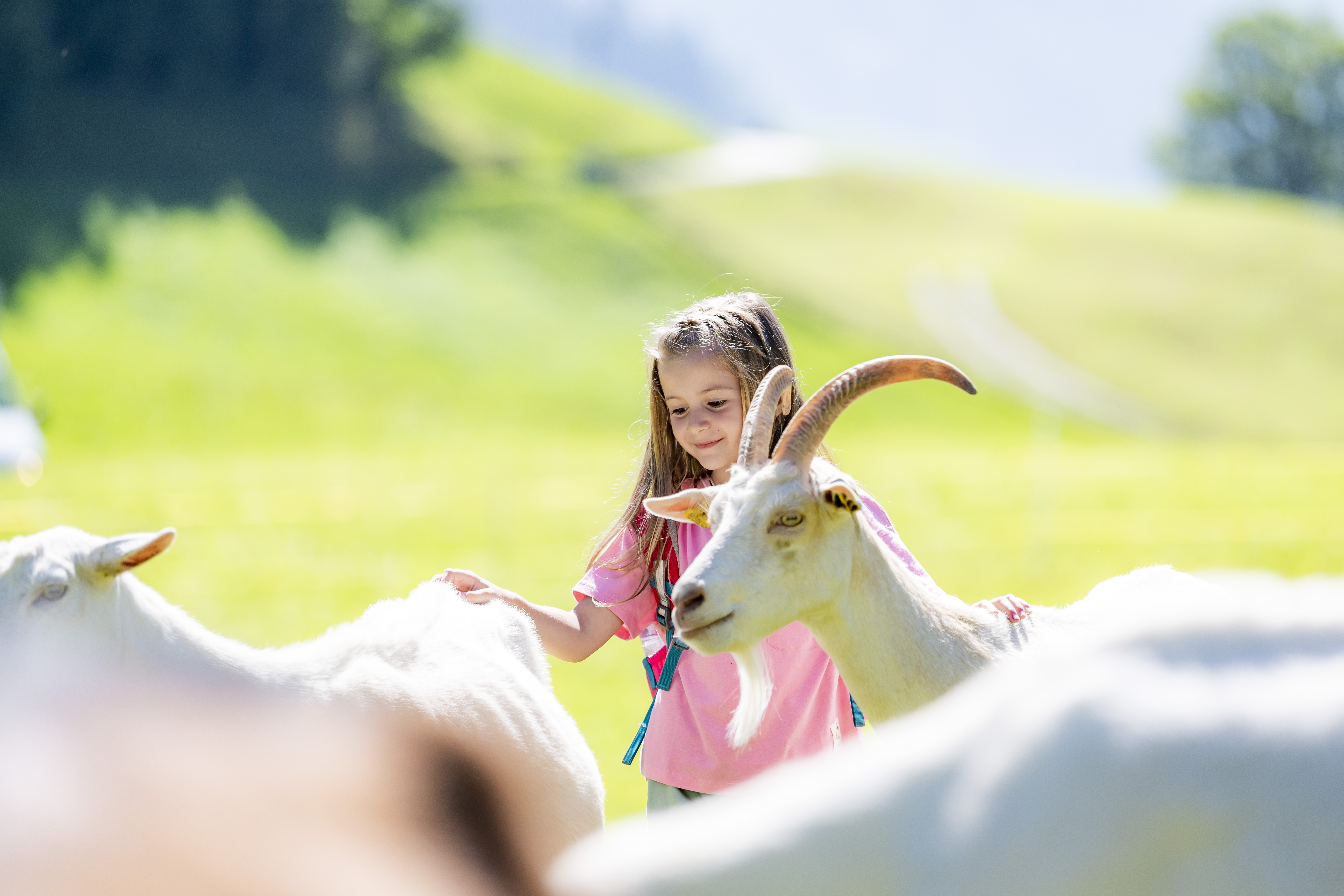 Fillette caressant des chèvres sur le Geissäweg à Sattel-Hochstuckli, entourée de prairies alpines verdoyantes et de paysages de montagne estivaux.