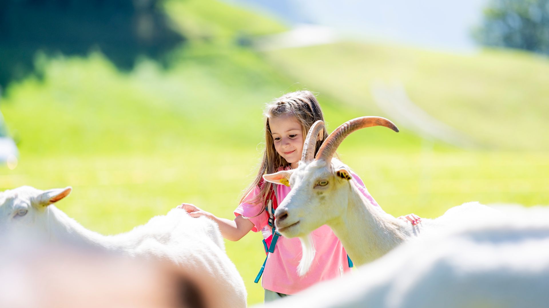 Girl petting goats on the Geissäweg family trail in Sattel-Hochstuckli, surrounded by lush alpine meadows and summer mountain scenery.