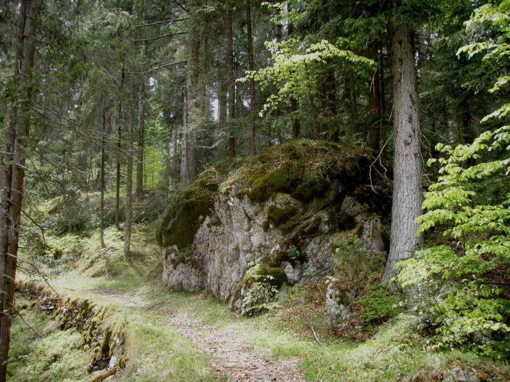Erika-Fichtenwald im Grosswald