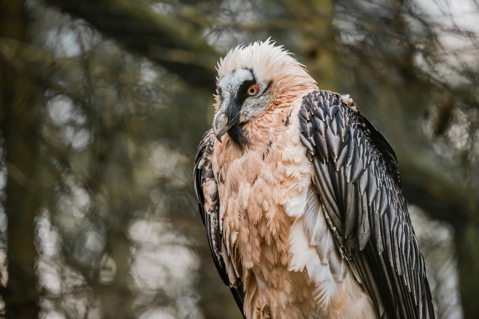 mys-Wildtierbeobachtung Bartgeier und Steinadler-import_048d9c25-6000-437c-b095-63e84b70bda9.jpg