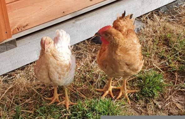 Rohrbachs Hofprodukte, Ostermundigen