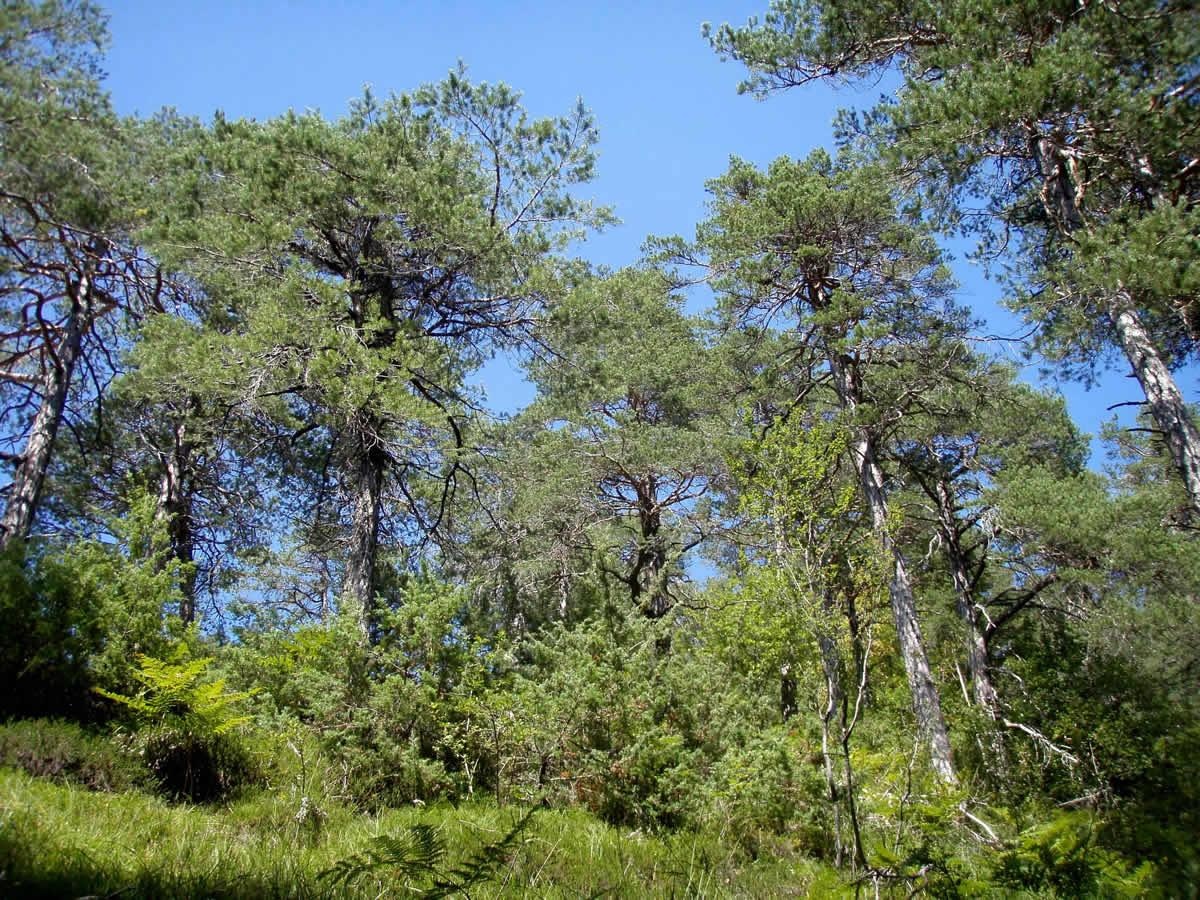 Erika-Föhrenwald in der Ruinaulta