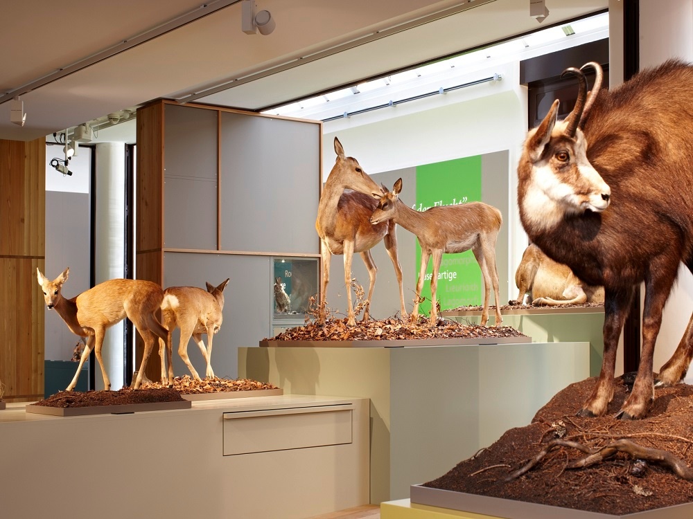Bündner Naturmuseum