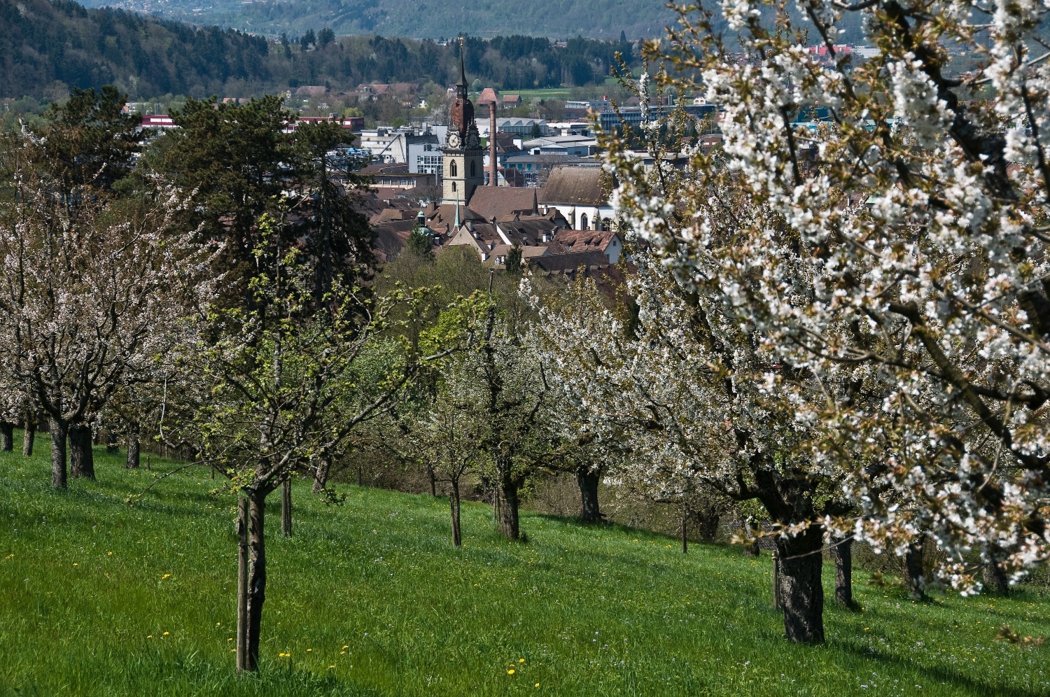 Obstsortengarten