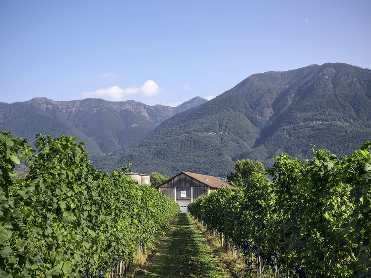 Rebenfeld der Terreni alla Maggia, Ascona