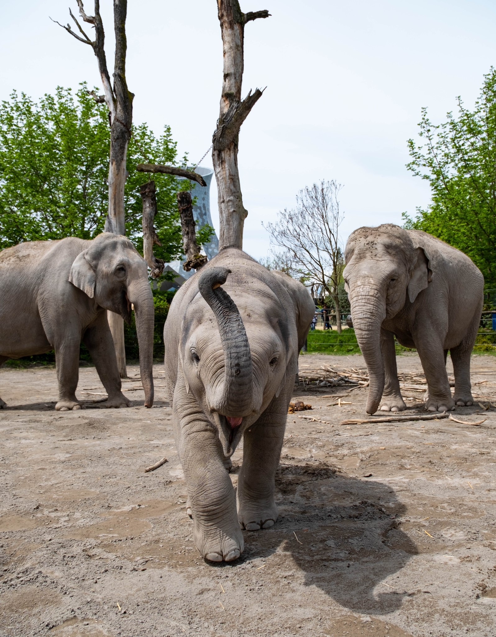 Un éléphanteau s’avance curieusement vers l’objectif, accompagné de deux éléphants adultes au Knies Kinderzoo à Rapperswil.