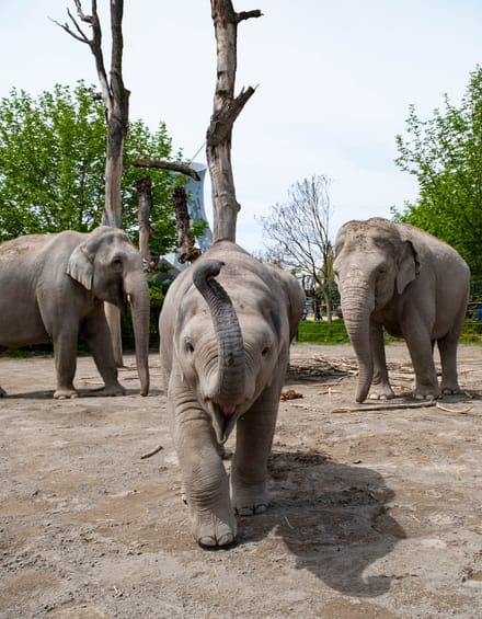 Babyelefant läuft vor zwei grossen Elefanten im Knie Kinderzoo