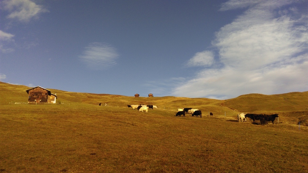 Casaulta's Galloway, Lumbrein