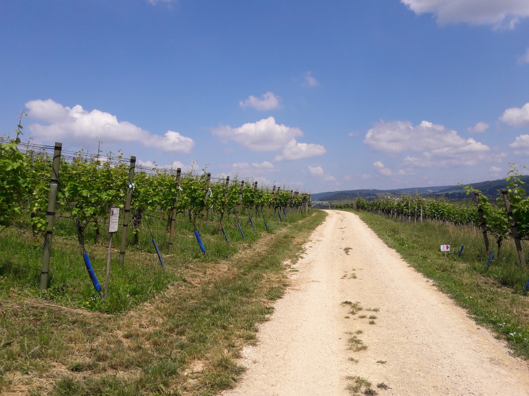 Villigen: Weingut Schödler