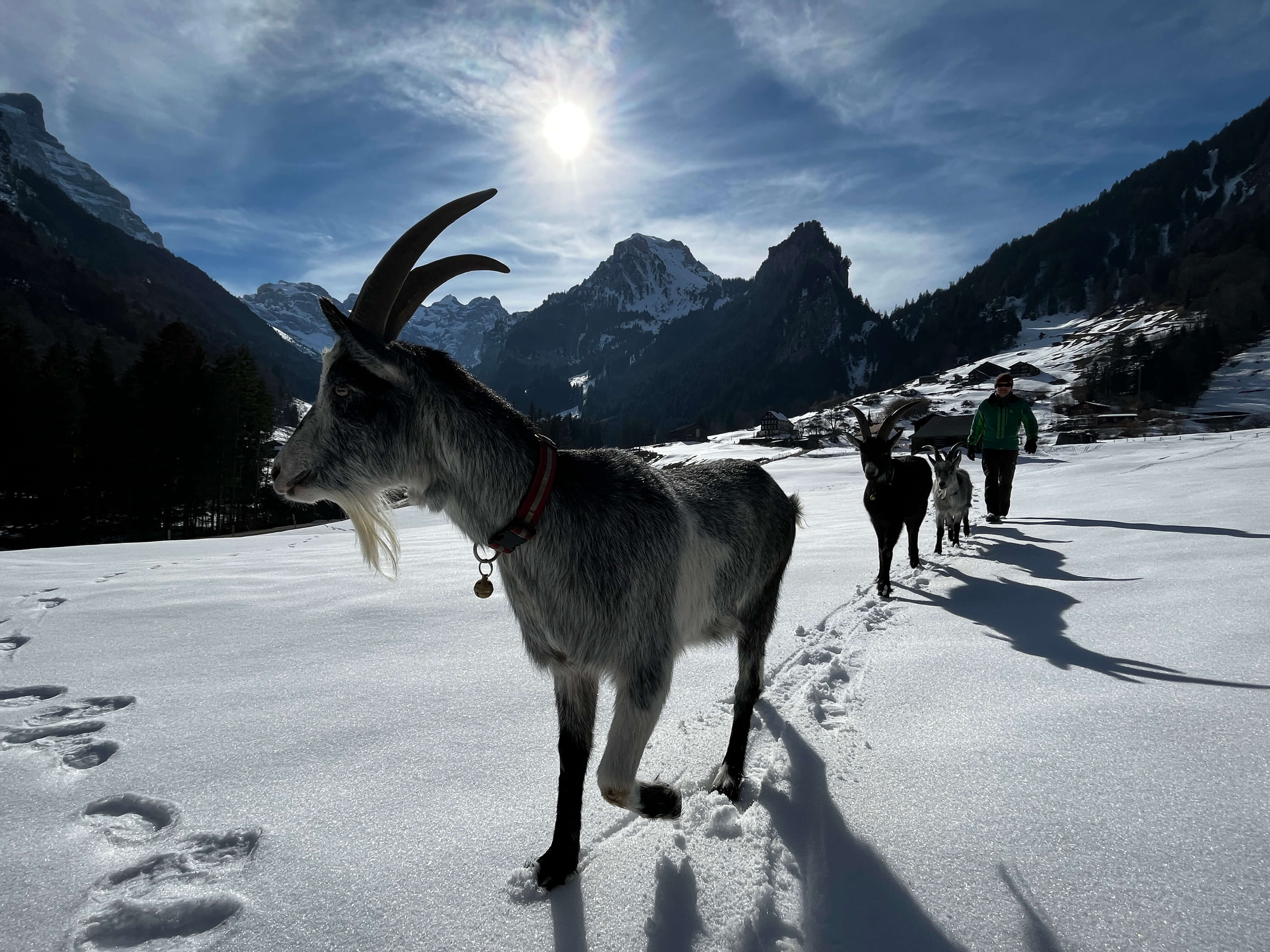 mys-Honigberg.ch-Wintererlebnis mit Ziegen